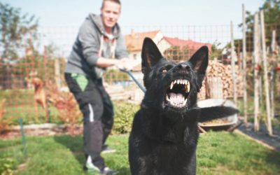 Dog Bite Injuries in New Jersey